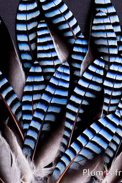 Ghiandaia - premium - 3-5 cm - blu naturale